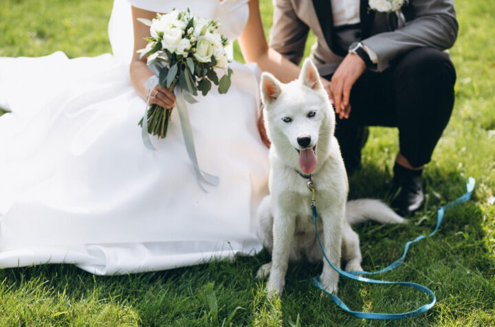 dog in a wedding