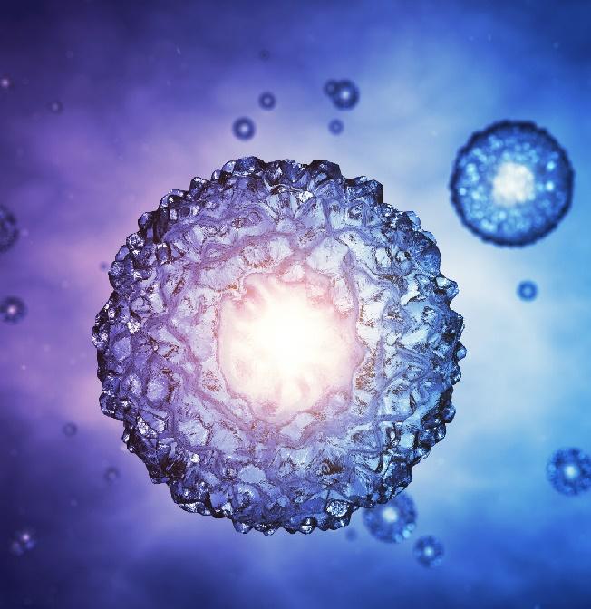 blastocyst culture