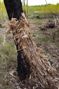 Irving Tree Removal