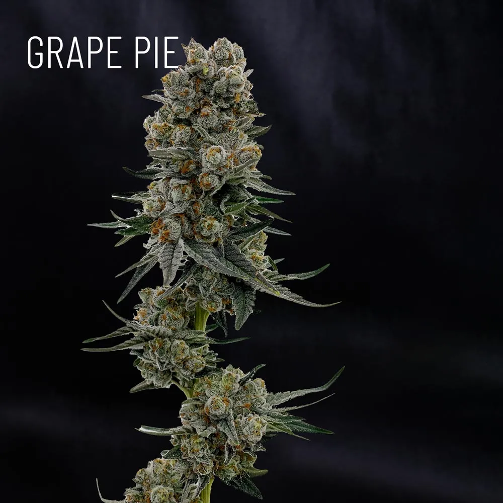 Grape Pie Strain